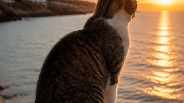Why Cats Are the Perfect Companions for Summer Sunsets | gebyar123 link alternatif, slot deposit pul