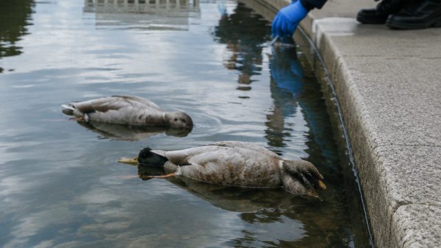 Investigation Launched After Dead Ducks Discovered in Reflecting Pool
