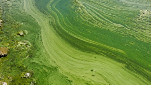 The Unseen Challenge of Algal Blooms: A Growing Environmental Crisis | rtp luxury33, viralbet77